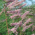 Tamarix ramosissima fleur